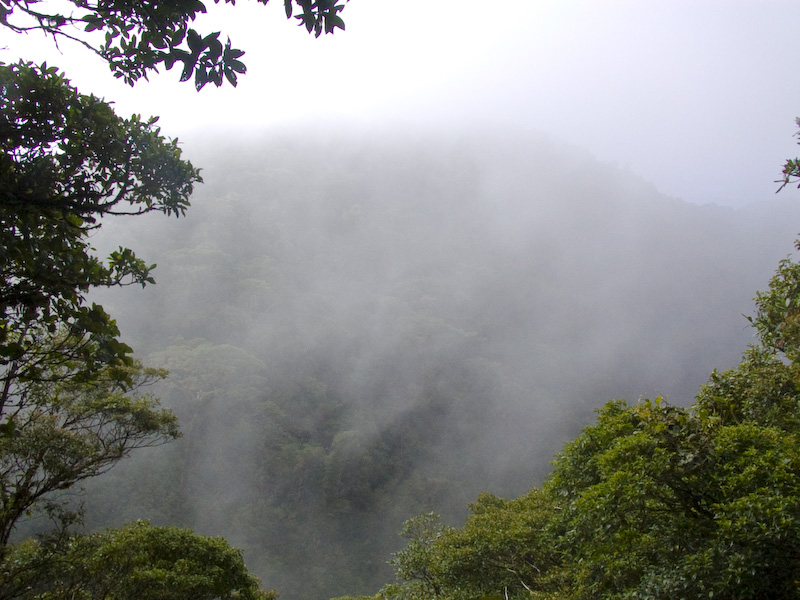 Trees Through Fog